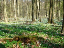 Lauenburg 140409 11 in