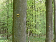 Lauenburg 2804 7 in 