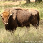 Wisent 3-150x150 in